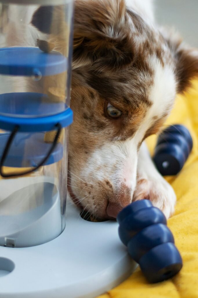 Picture of Never Miss A Meal With Automatic Food Dispensers!